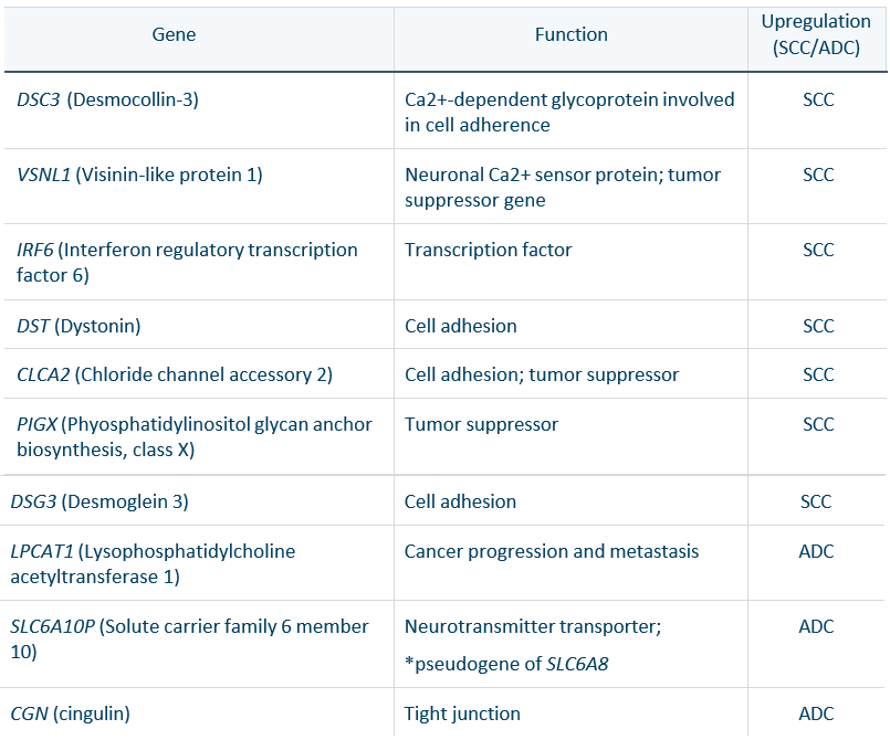 Genes discriminating SCC and ADC